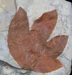 Bargain, Sycamore (Macginitiea) Leaf - Montana #37209-1